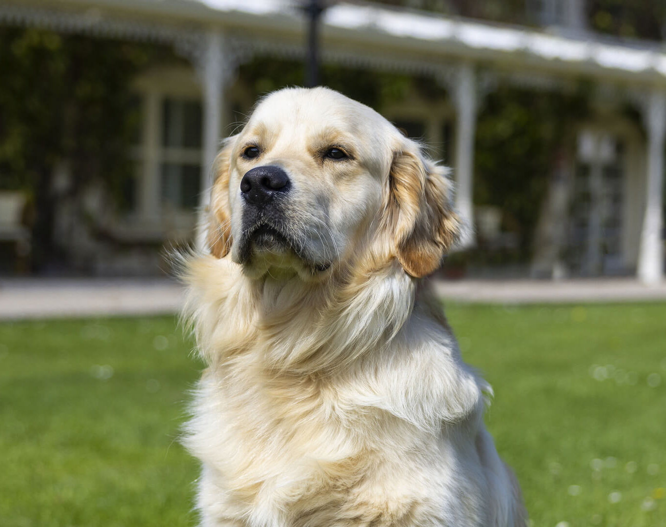 animals Brooklodge_1181