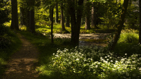 grounds Brooklodge_1309