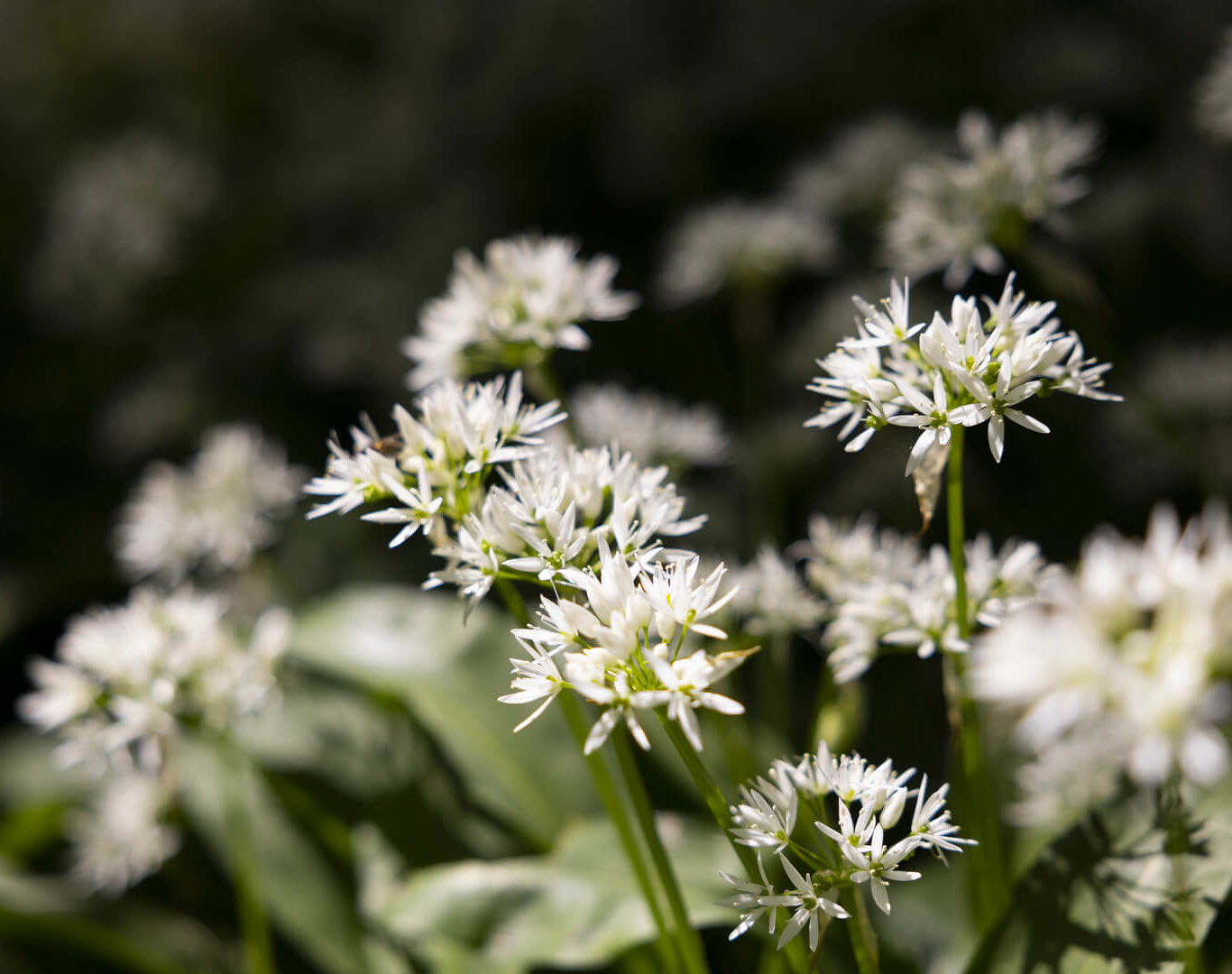 grounds Brooklodge_1311